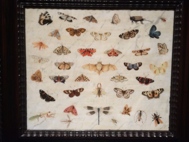 ヤン・ファン・ケッセル1世による《蝶、コウモリ、カマキリの習作》